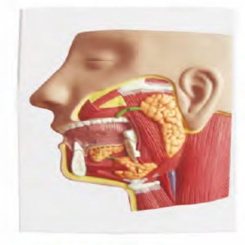 唾液腺解剖模型